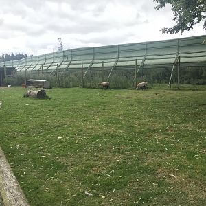 Pets farm- Goat enclosure