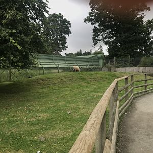 Pets farm- Goat enclosure (2)