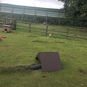 Pets farm- Guniea pig & rabbit enclosure (2)