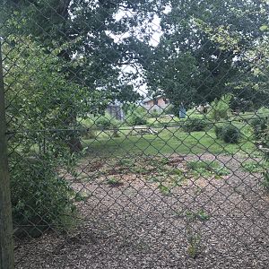 Amur tiger enclosure second angle