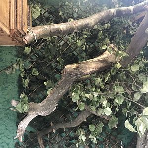 Emperor tamarin indoors