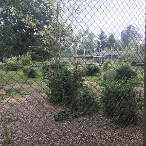 Amur tiger enclosure second angle (2)