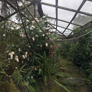 Emperor tamarin enclosure