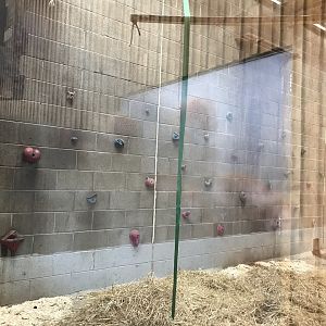 Barbary macaque indoors