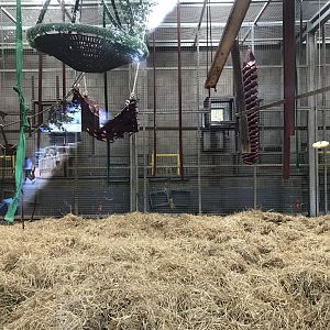 Barbary macaque indoors (2)
