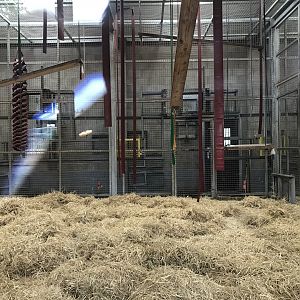 Barbary macaque indoors (3)
