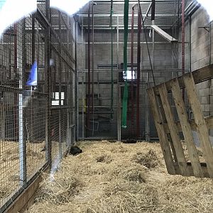 Barbary macaque indoors (4)