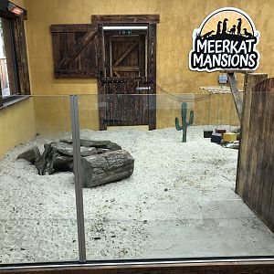 New meerkat indoors