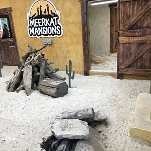 New meerkat indoors (2)