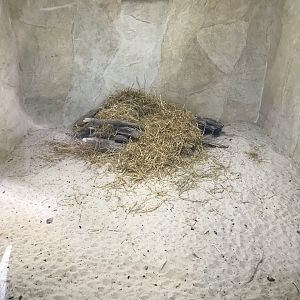 New meerkat indoors (3)