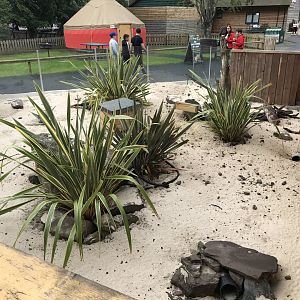 New meerkat enclosure