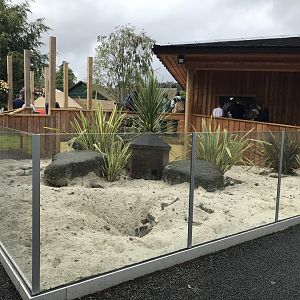 New meerkat enclosure (2)