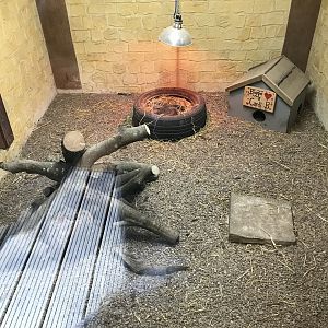 New meerkat indoors (4)