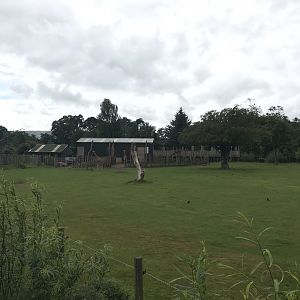 Giraffe and Grant’s zebra enclosure