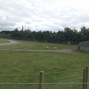 African Lion reserve (2)