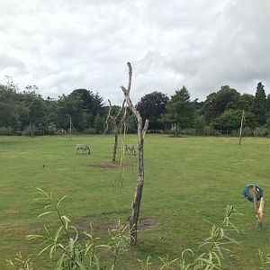 Giraffe and Grant’s zebra enclosure (3)