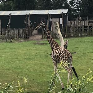Giraffe