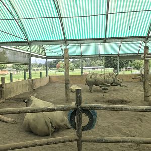 White rhino indoors