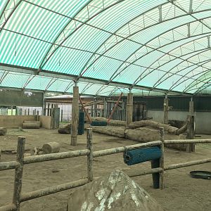 White rhino indoors (2)