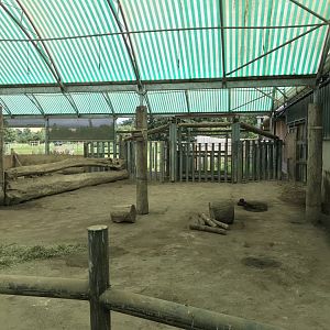 White rhino indoors (3)
