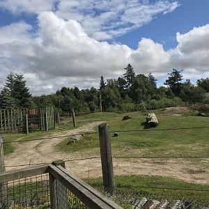 African elephant enclosure