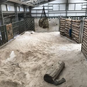 African elephant indoors