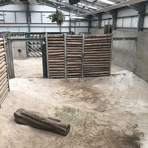 African elephant indoors (3)