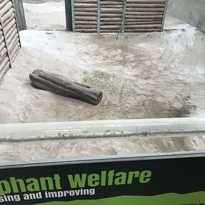 Leafcutter ants in African elephant indoors