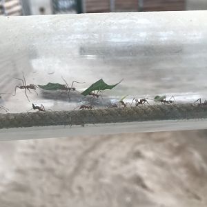 Leafcutter ants in African elephant indoors