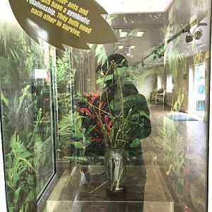 Leafcutter ant feeding tank