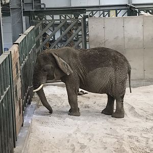 African elephant “Mondulla”