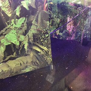 Leafcutter ant main tank