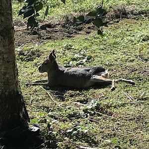 Lemurland- Patagonian mara