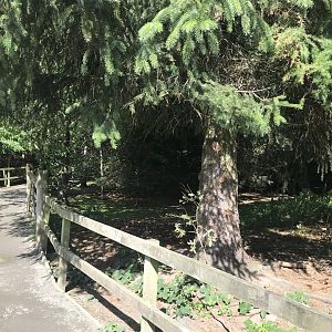 Lemurland- Ring-tailed & brown lemur enclosure (2)