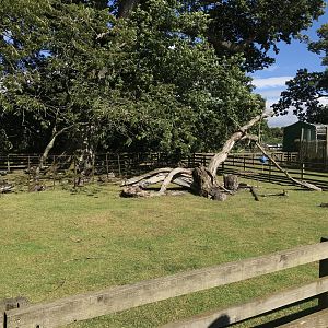 Lemurland- African spurred tortoise enclosure