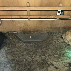 Lemurland- African spurred tortoise indoors