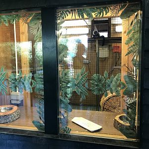 Lemurland- B&W ruffed lemur indoors