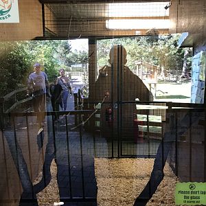 Lemurland- B&W ruffed lemur indoors (2)