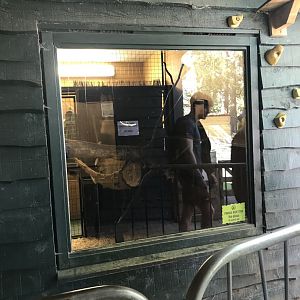 Lemurland- B&W ruffed lemur indoors (3)