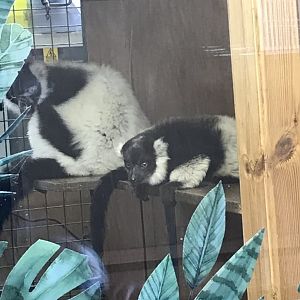B&W ruffed lemur mum and baby