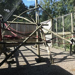 Lemurland- B&W ruffed lemur enclosure