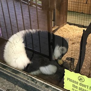 Lemurland- B&W ruffed lemur eating corn