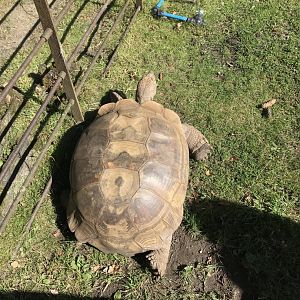 Lemurland- African spurred tortoise