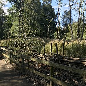 Lemurland- Former red river hog enclosure