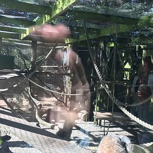 Lemurland- Ring tailed lemur enclosure