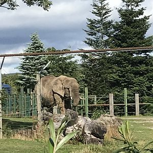 African elephant “Mondulla”