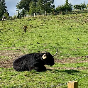 Highland cow