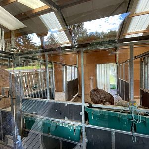 Ostrich indoors (2)