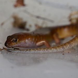 Narrow-banded kanaky skink (Kanakysaurus viviparus)