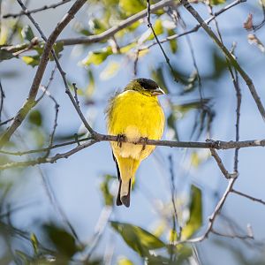 Lesser Goldfinch(wild)